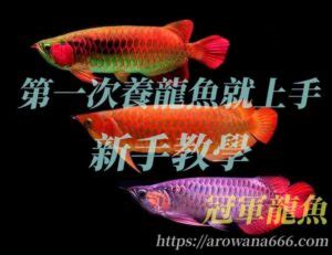 養龍魚好處|2024養龍魚新手指南，飼養龍魚不困難，開缸教學準備全攻略